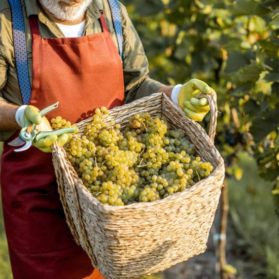 picking-grapes-old-man-1 picking-grapes-old-man-1